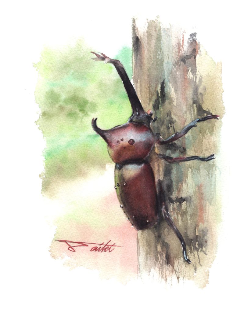 カブトムシ 水彩昆虫イラスト