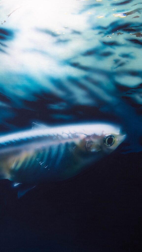 「Frameless」 F100 / アクリル / キャンバス #絵 #イラスト #illust #illustration #art #イラストレーター #painting #絵画 #acrylic #acrylicpainting #medaka #orizias #マリアージュロングフィン #mariagelongfin #japanesekillifish #japanesericefish #oryziaslatipes #メダカ #アクアリウム #熱帯魚