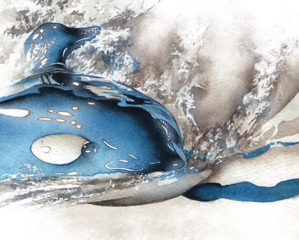 に伺った名古屋港水族館で出会ったシャチのイラストです 訃報があった子かは分かりませんが、何の気なしに訪れたのが最後でした 何事もそうですが、やりたいと思った時に行動するのが大事だなと思います #watercolor #透明水彩 #絵 #イラスト #illust #illustration #art #イラストレーター #水彩画 #painting #絵画 #アート #動物 #水族館 #シャチ #名古屋港水族館 #killerwhale