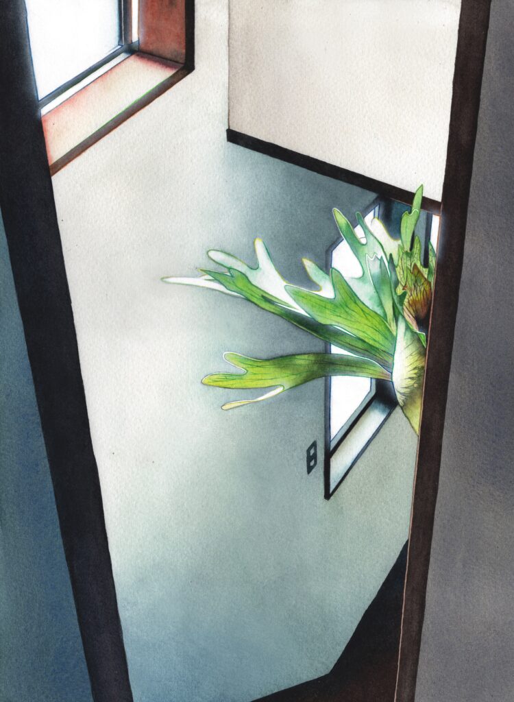 #watercolor #透明水彩 #絵 #イラスト #illust #illustration #art #イラストレーター #水彩画 #painting #絵画 #アート #風景 #acrylic #リアルタッチ #装画 #ノスタルジック #観葉植物 #植物のある暮らし #ビカクシダ #アルシコルネ #platycerium #植物イラスト #インテリア #エクステリア