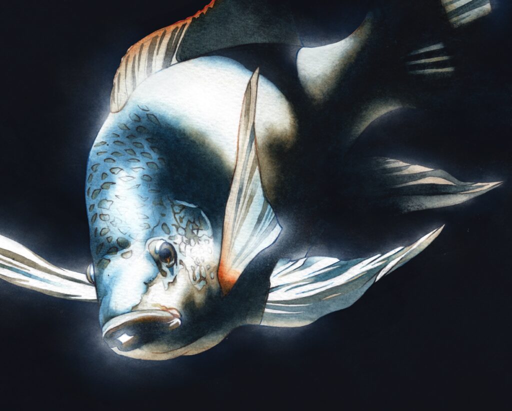 世界淡水魚園水族館アクア・トトぎふのオレオクロミス・タンガニカエのアナログ水彩魚イラスト