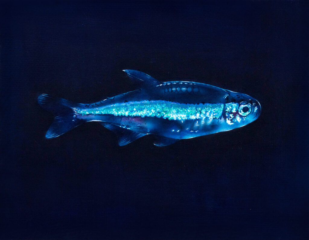 熱帯魚のグリーンネオンテトラを描いたアナログ水彩イラスト作品