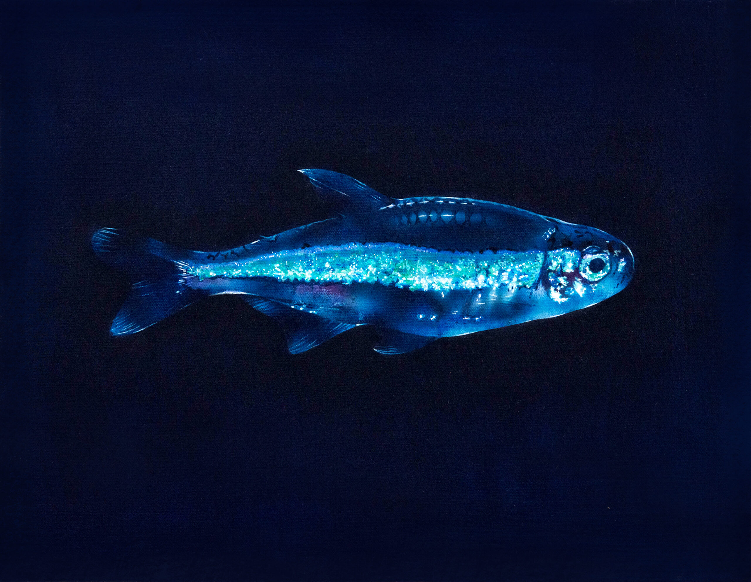 熱帯魚のグリーンネオンテトラを描いたアナログ水彩イラスト作品