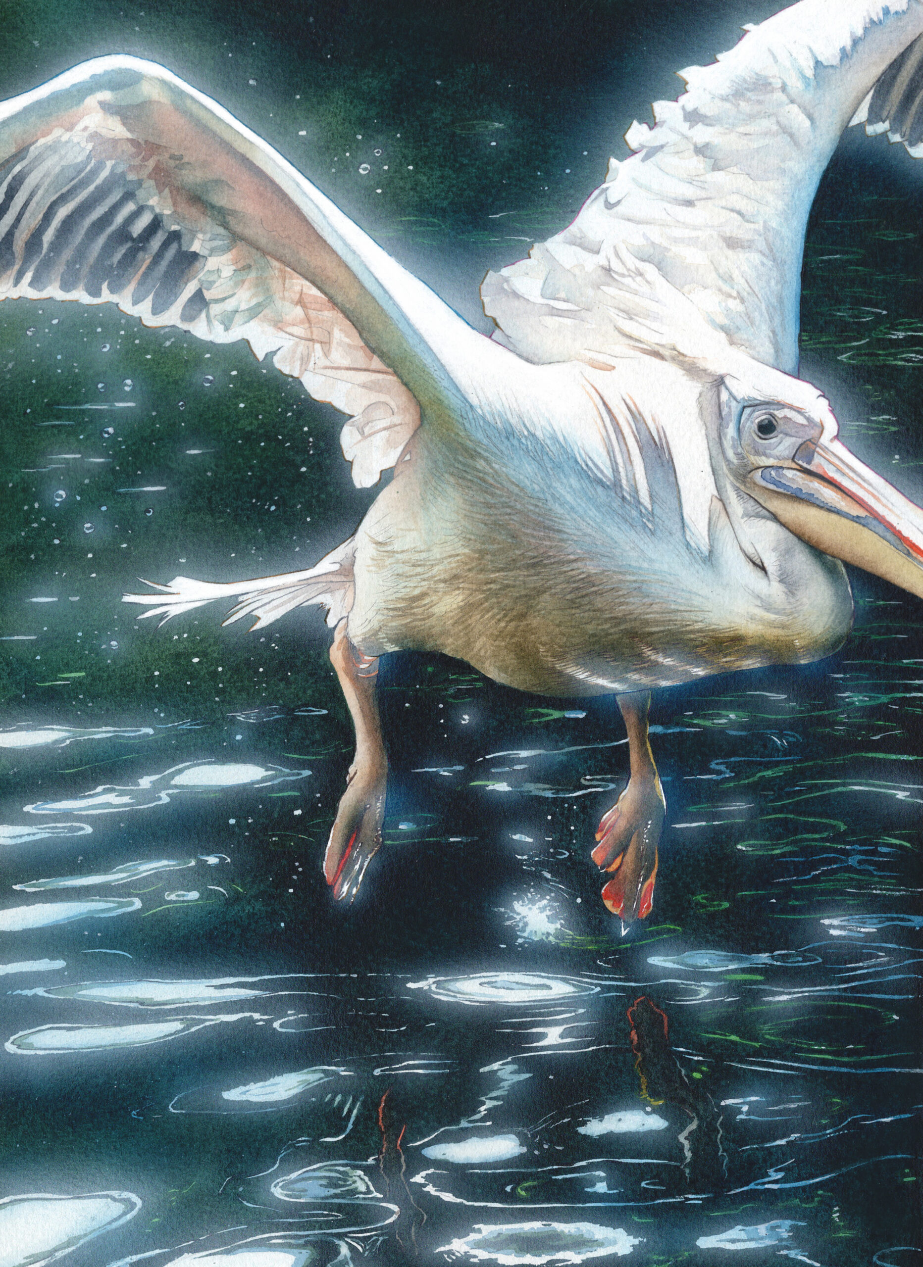 神戸どうぶつ王国の水面に舞うペリカンを描いたアナログ水彩動物イラスト作品